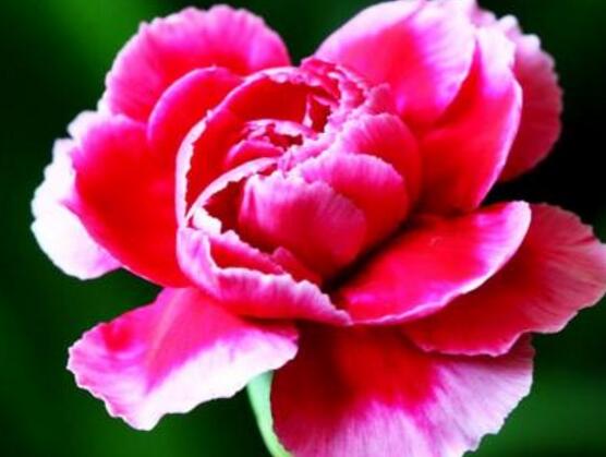 紅色康乃馨代表什么，是對母親的愛、感激和祝福