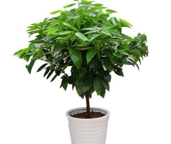 平安樹可以澆啤酒嗎，平安樹多久澆一次水好