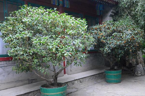 盆栽桂花冬天如何管理，保溫措施是最關(guān)鍵的一步