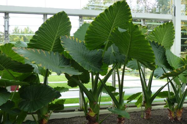 在家養(yǎng)滴水觀音的常見問題，汁液中毒非常危險(xiǎn)