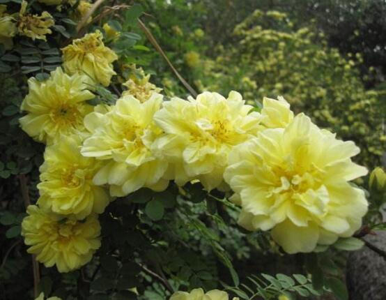 薔薇花圖片大全，細(xì)數(shù)薔薇花八種圖片大全