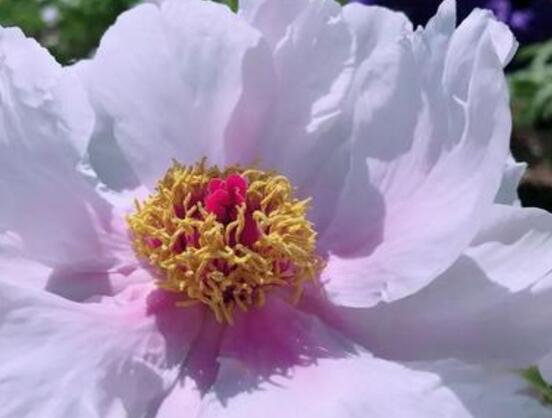 牡丹花怎么養(yǎng)，牡丹花養(yǎng)殖方法