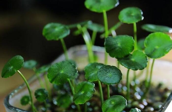 銅錢草怎么種，4個(gè)養(yǎng)殖方面要注意