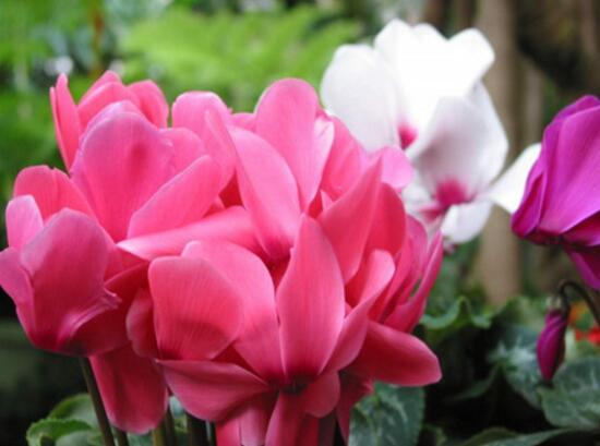 仙客來休眠期用澆水嗎，仙客來休眠期圖片