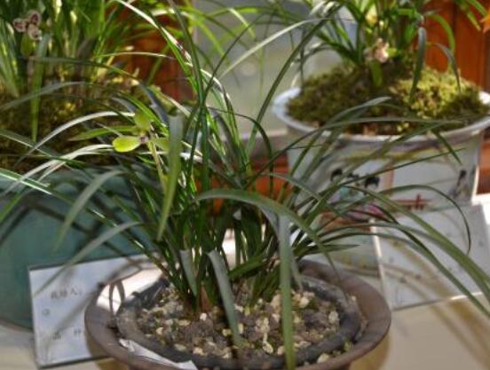 好看蘭花圖片及品種欣賞，觀葉勝觀花、高潔典雅