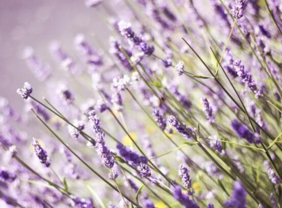 薰衣草精油的功效與用法，美容養(yǎng)顏、舒緩心情