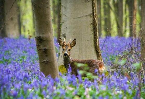風信子怎么澆水，做到見干見濕的原則