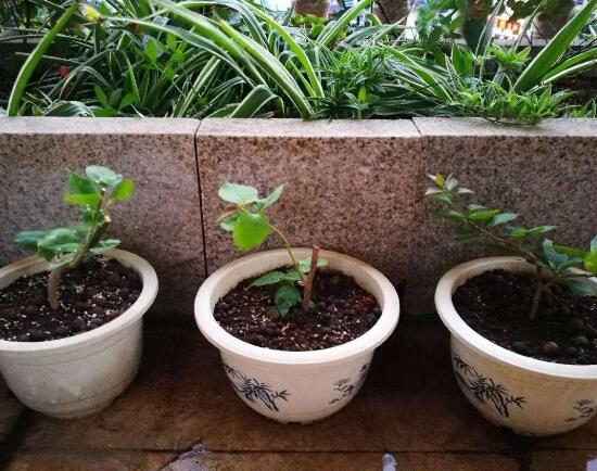 三角梅怎么繁殖，三角梅的扦插方法圖解