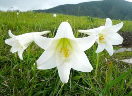 盆栽百合花施什么肥好，百合花怎么施肥/施用氮肥