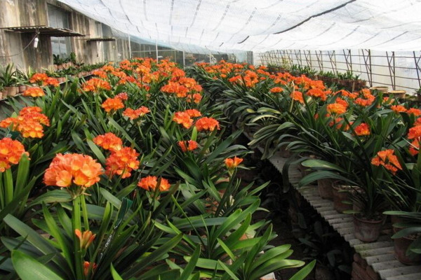 君子蘭怎么養(yǎng)才能開花，保證光照、養(yǎng)分充足