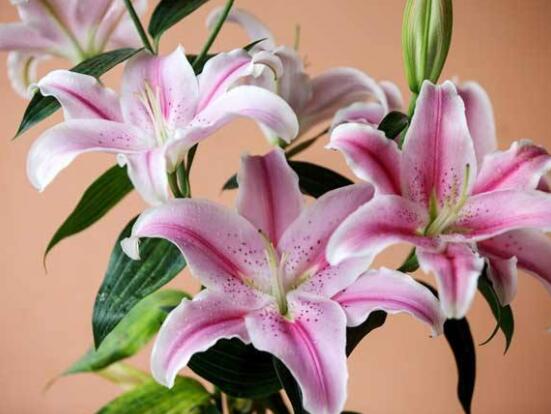 香水百合的寓意是什么，夫妻恩愛、百年好合(美好)