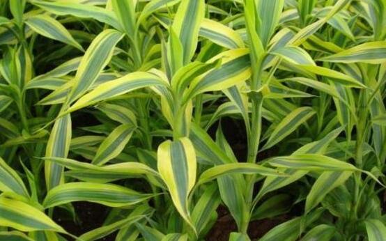 富貴竹葉子黃了怎么辦，四種原因及解決辦法