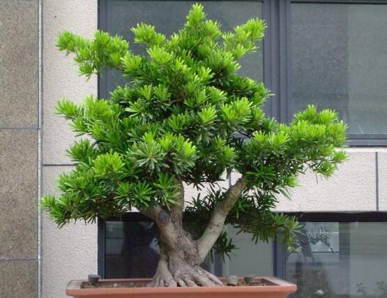 羅漢松品種，盤點(diǎn)羅漢松最珍貴的五大品種