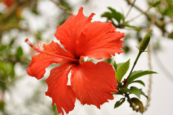 木槿花和扶?；ǖ膮^(qū)別，通過以下4點進(jìn)行區(qū)分