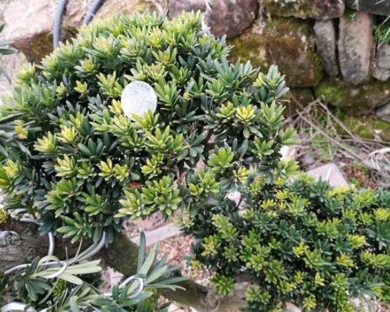 什么品種羅漢松最貴，珍珠羅漢松當(dāng)之無(wú)愧(售價(jià)高達(dá)上百萬(wàn))