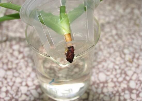 蘆薈可以水培嗎，蘆薈水培方法