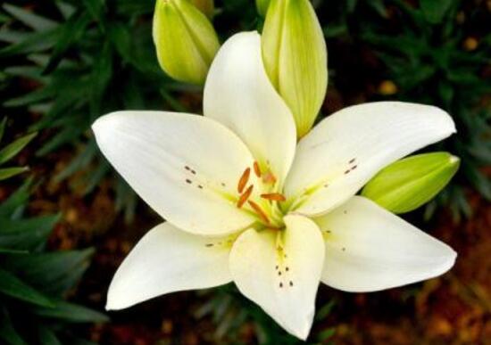 百合花為什么根爛，百合花爛根怎么辦/修根重新栽培