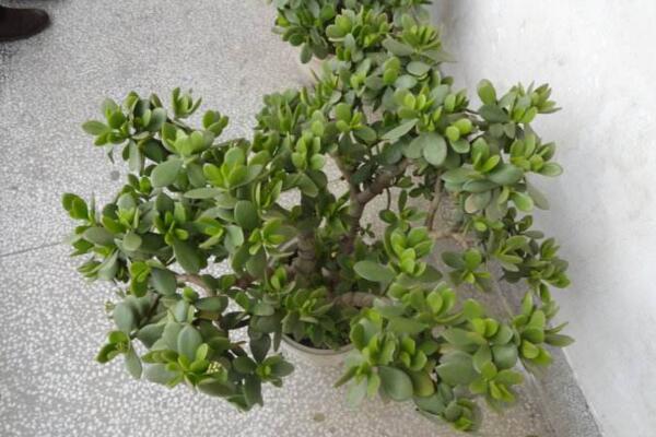 燕子掌移栽要澆水嗎，根據(jù)土壤的干濕度判斷是否要澆水