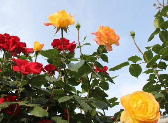 月季為何只長枝條而不開花，四種原因以及解決辦法