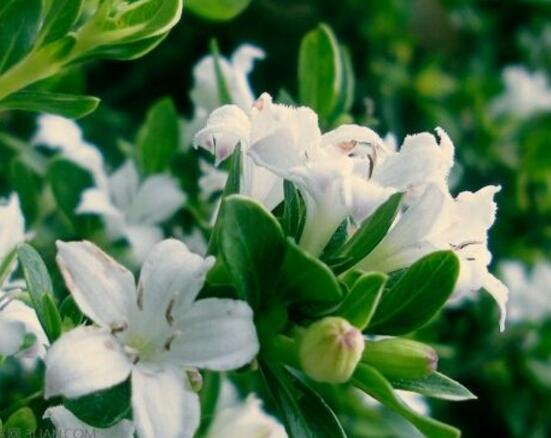 六月雪的品種，盤點六月雪最受歡迎的三大品種