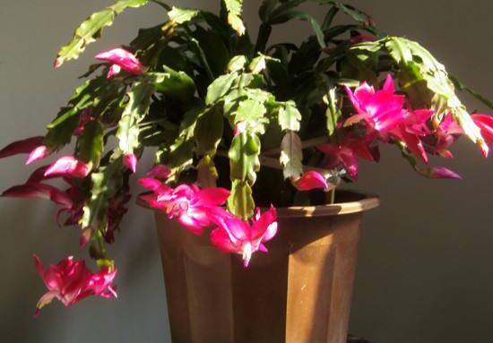 蟹爪蘭春天會開花嗎，蟹爪蘭春天怎么養(yǎng)