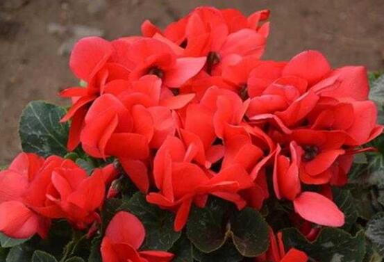 仙客來爛根怎么救治，修剪爛根、消毒處理/重新扦插繁殖