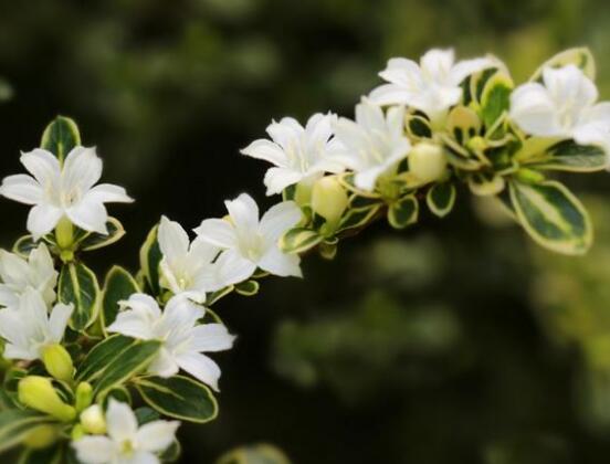六月雪花怎么施肥，六月雪花施肥方法
