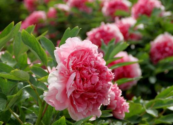 牡丹花花期，牡丹花的花期4-5月份(綻放十天)