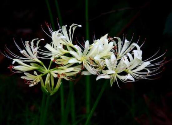 彼岸花語，不同國家不同花語/中國、朝鮮、日本