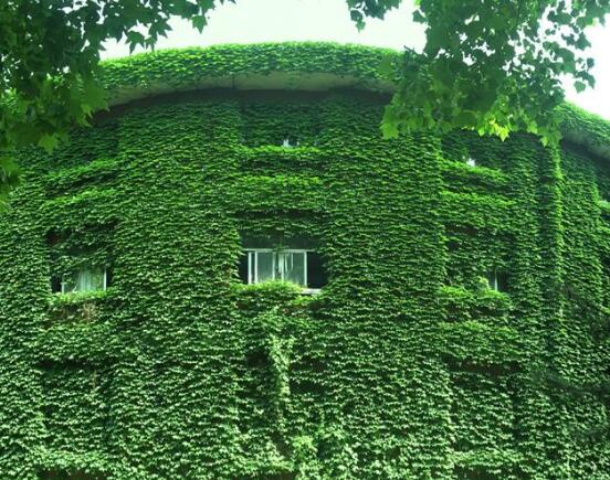 常春藤和爬山虎的區(qū)別，三個(gè)方法教你簡(jiǎn)單分辨