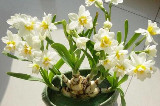 土培水仙花的養(yǎng)殖方法，栽種溫度時間最重要