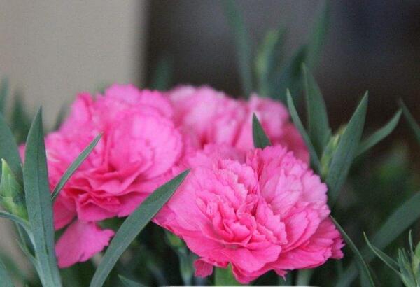 紅色康乃馨花語(yǔ)，祝愿母親健康長(zhǎng)壽