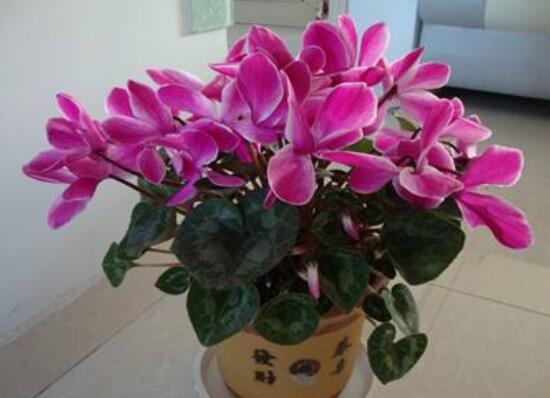 仙客來怎么養(yǎng)，仙客來的養(yǎng)殖方法和注意事項