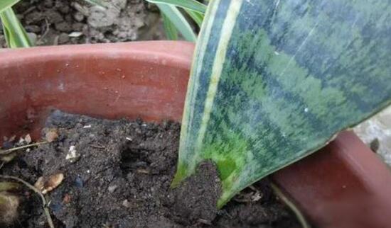 虎皮蘭怎么扦插，虎皮蘭的繁殖方法