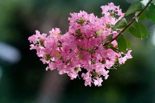 紫薇可以嫁接什么樹(shù)