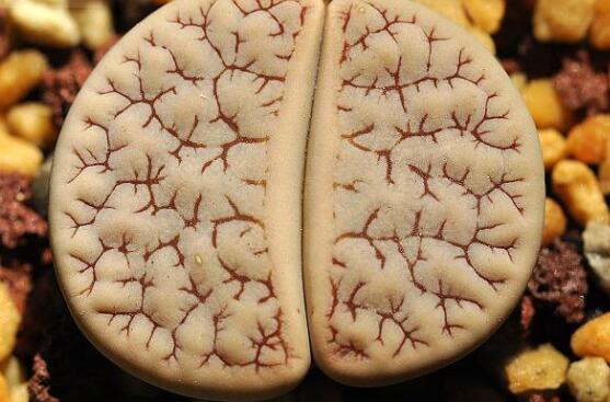 生石花怎么水培，教你四個(gè)基本步驟快速水培生根