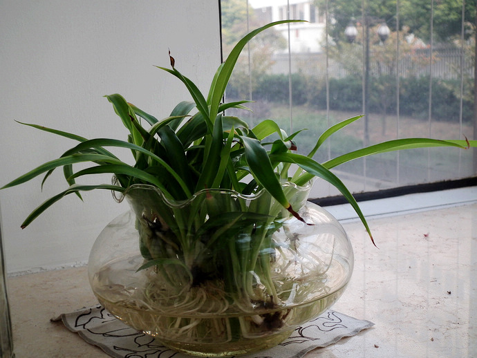 吊蘭水培技術(shù)要點(diǎn)，記住以下五點(diǎn)就夠了