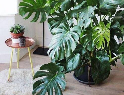 龜背竹多久澆一次水，不同的季節(jié)澆水的時(shí)間也不同