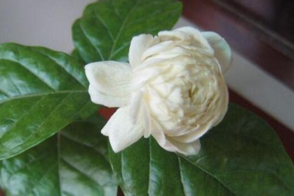 虎頭茉莉有毒嗎，沒有毒性可以方向養(yǎng)護(hù)