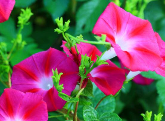 盆栽牽?；ㄔ趺创蚶?，做好六個養(yǎng)護要點高枕無憂(花開茂盛)