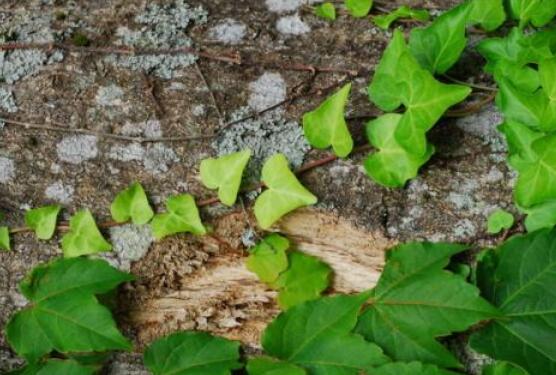 常春藤葉子干枯怎么辦，做好這五點即可恢復生機
