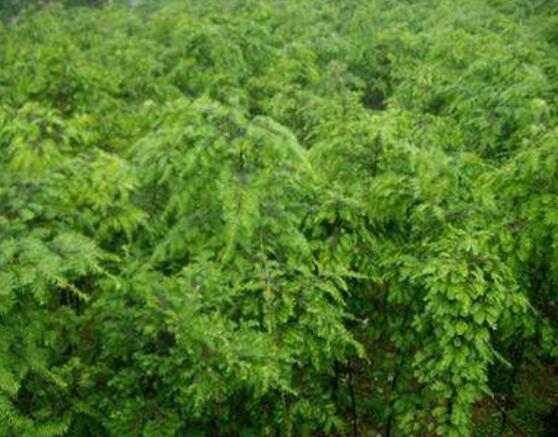 紅豆杉的功效與作用，紅豆杉八大功效與作用