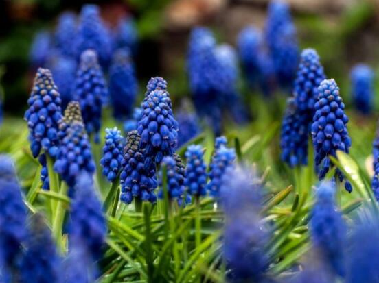 水色風(fēng)信子的養(yǎng)殖方法，老農(nóng)教你八大基本養(yǎng)殖方法