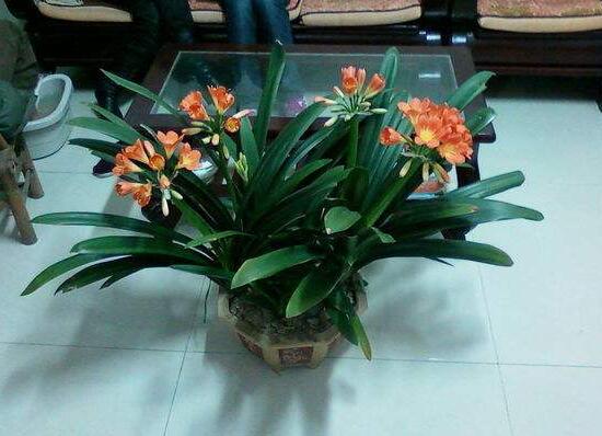 君子蘭怎么施肥，君子蘭什么時候施肥好