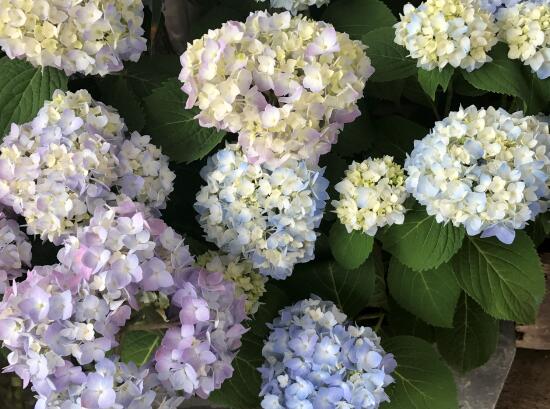 繡球花怎么養(yǎng)，繡球花的養(yǎng)殖方法