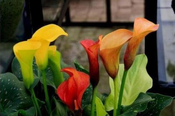 彩色馬蹄蓮怎么養(yǎng)，掌握以下要點(diǎn)新手也能養(yǎng)好馬蹄蓮