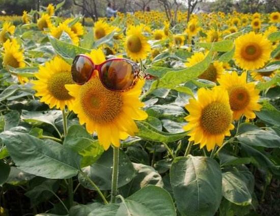 向日葵的品種有哪些，向日葵品種圖片大全