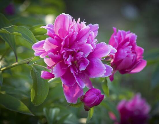 芍藥花與牡丹花的區(qū)別，教你三種區(qū)別方法(屬性/形態(tài)/花序)