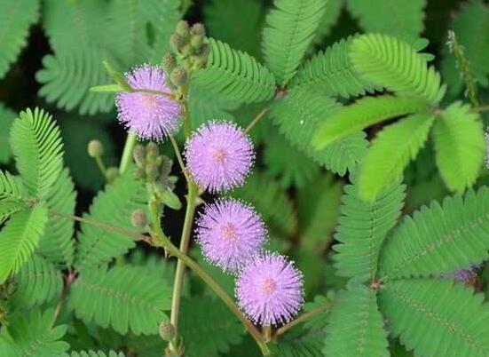 含羞草可以水培嗎，含羞草水培方法