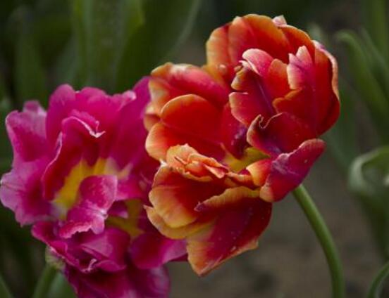 郁金香開(kāi)花時(shí)間，3-5月每天清晨七點(diǎn)開(kāi)花